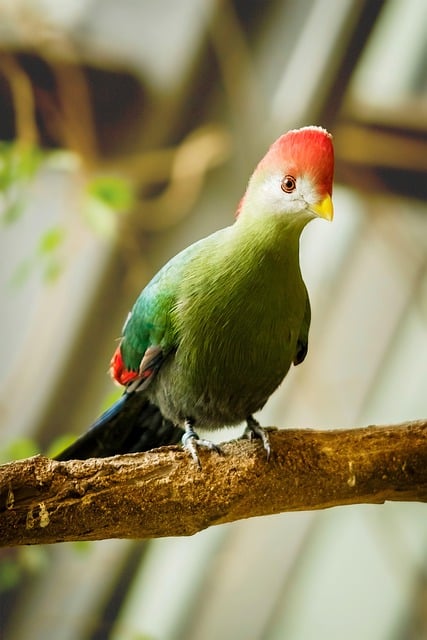 Free download bird ornithology red crested turaco free picture to be edited with GIMP free online image editor
