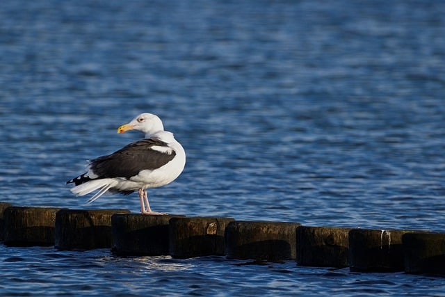 Free download bird ornithology seagull gull free picture to be edited with GIMP free online image editor