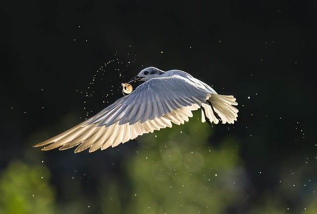 Free download bird ornithology seagull species free picture to be edited with GIMP free online image editor