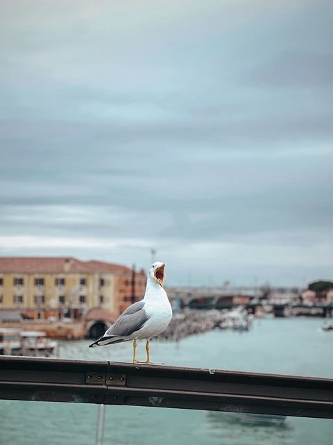 Free download bird ornithology seagull venice free picture to be edited with GIMP free online image editor