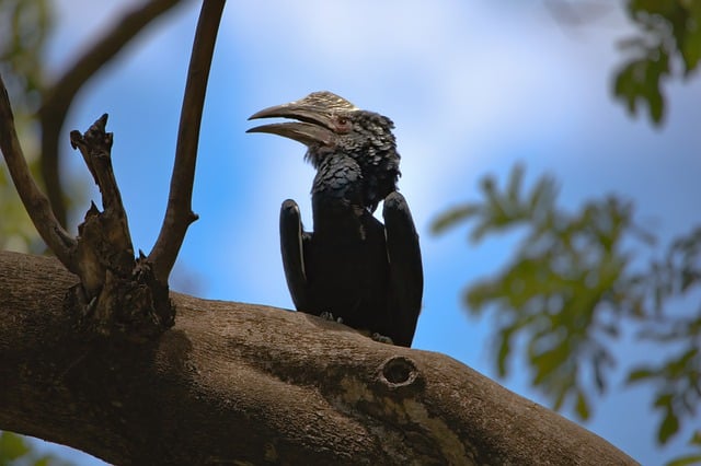 Free download bird ornithology silver cheeked free picture to be edited with GIMP free online image editor