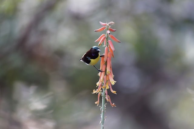 Free download bird ornithology sunbird species free picture to be edited with GIMP free online image editor