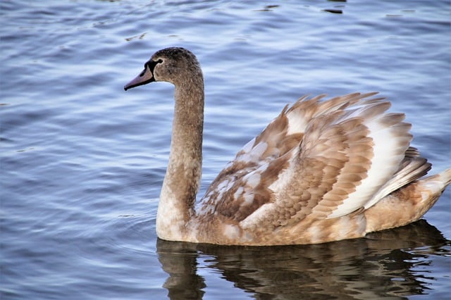 Free download bird ornithology swan feather free picture to be edited with GIMP free online image editor