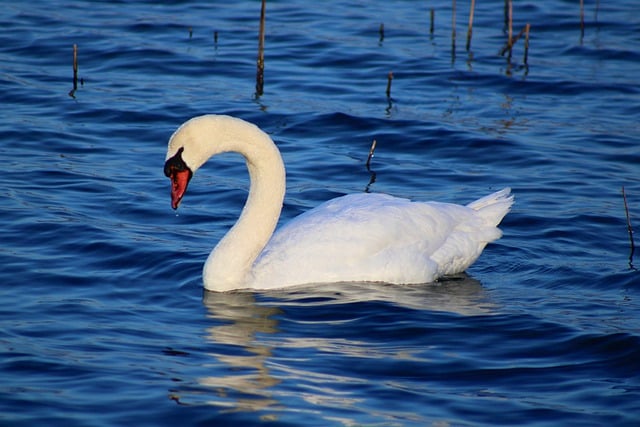 Free download bird ornithology swan lake water free picture to be edited with GIMP free online image editor