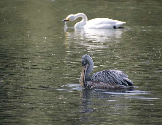 Free download bird ornithology swan wading free picture to be edited with GIMP free online image editor