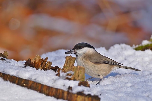 Free download bird ornithology tit marsh tit free picture to be edited with GIMP free online image editor