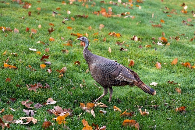 Free download bird ornithology turkey species free picture to be edited with GIMP free online image editor