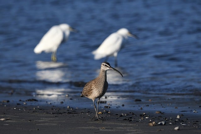 Free download bird ornithology whimbrel free picture to be edited with GIMP free online image editor