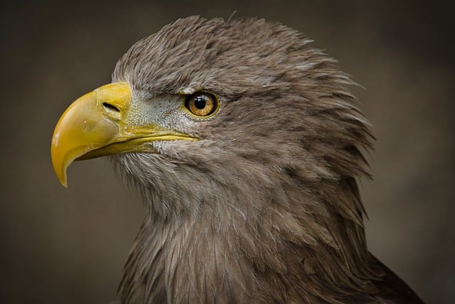 Free download bird ornithology white tailed eagle free picture to be edited with GIMP free online image editor