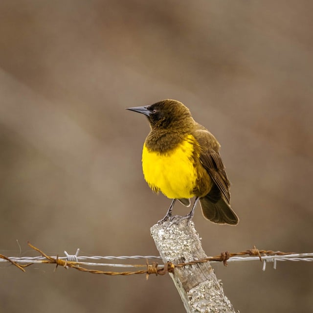 Free download bird ornithology yellow chest free picture to be edited with GIMP free online image editor