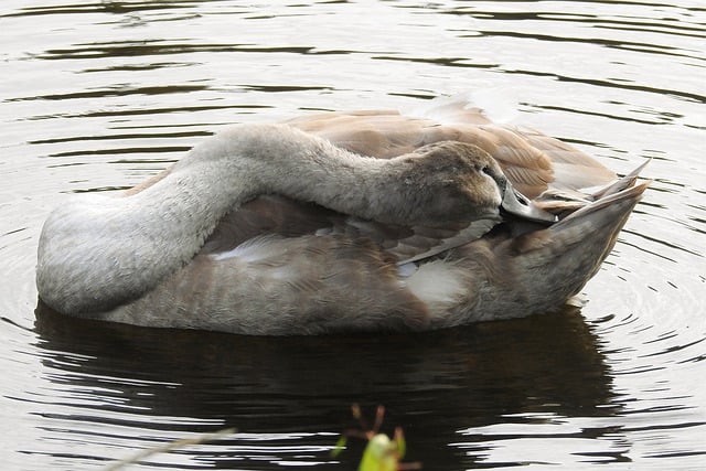 Free download bird ornithology young swan free picture to be edited with GIMP free online image editor