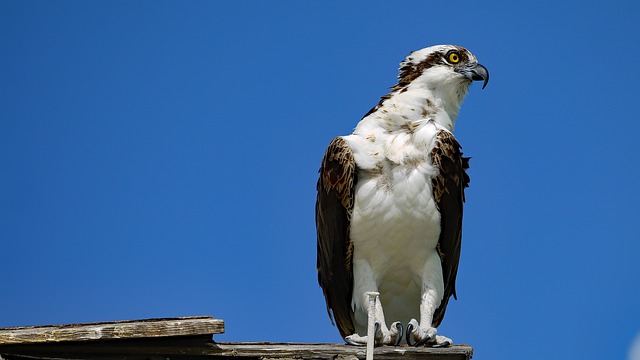 Free download bird osprey avian wild predator free picture to be edited with GIMP free online image editor