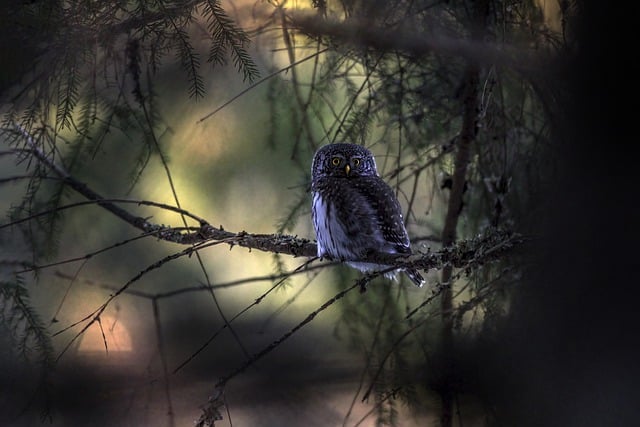 Free download bird owl eurasian pygmy owl free picture to be edited with GIMP free online image editor