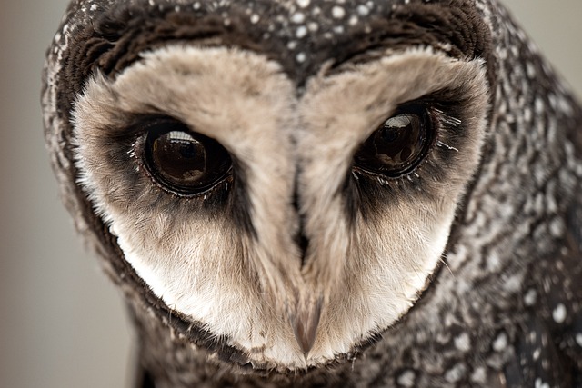 Free download bird owl lesser sooty owl free picture to be edited with GIMP free online image editor