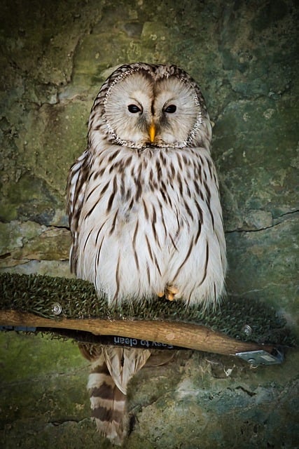 Free download bird owl ornithology species fauna free picture to be edited with GIMP free online image editor