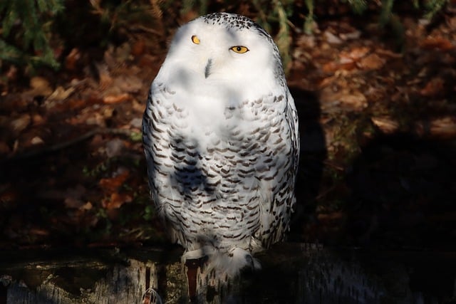 Free download bird owl snowy owl plumage forest free picture to be edited with GIMP free online image editor