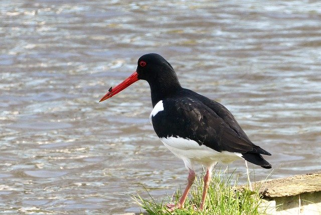 Free download bird oystercatcher ornithology free picture to be edited with GIMP free online image editor