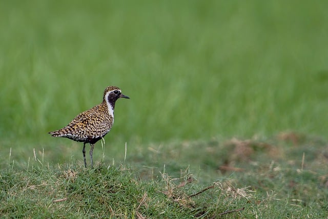 Free download bird pacific golden plover plover free picture to be edited with GIMP free online image editor