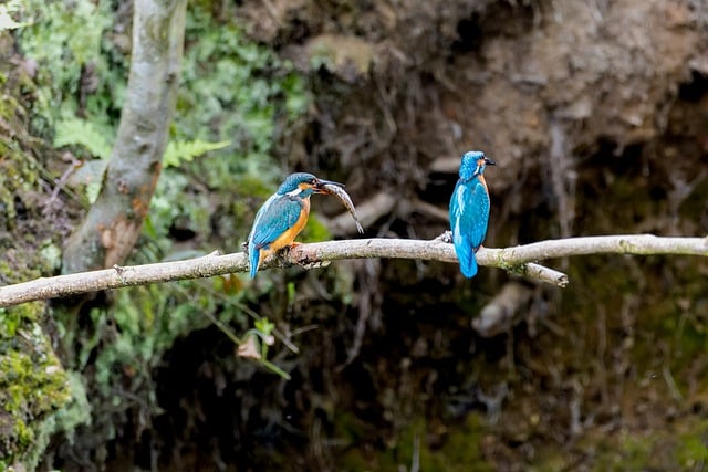 Free download bird pair kingfisher ornithology free picture to be edited with GIMP free online image editor