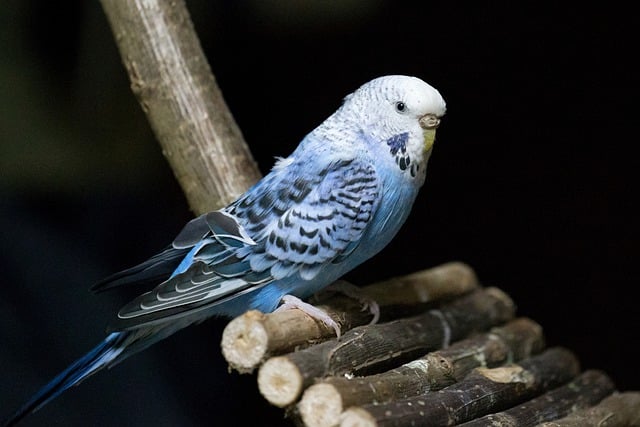 Free download bird parakeet budgie free picture to be edited with GIMP free online image editor