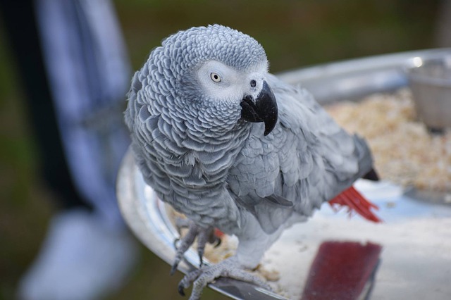 Free download bird parakeet nature animal talons free picture to be edited with GIMP free online image editor