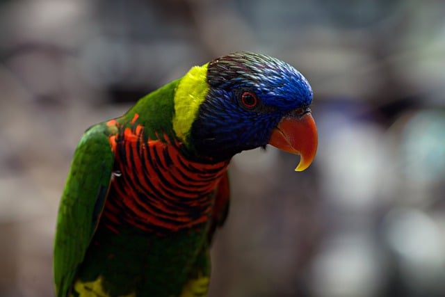 Free download bird parakeet parrot beak feathers free picture to be edited with GIMP free online image editor