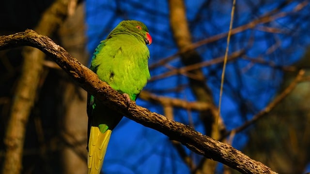 Free download bird parakeet parrot feathers free picture to be edited with GIMP free online image editor