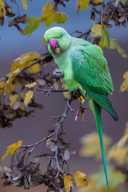 Free download bird parakeet parrot plumage free picture to be edited with GIMP free online image editor