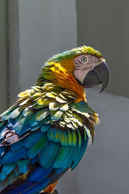 Free download bird parrot macaw ornithology free picture to be edited with GIMP free online image editor