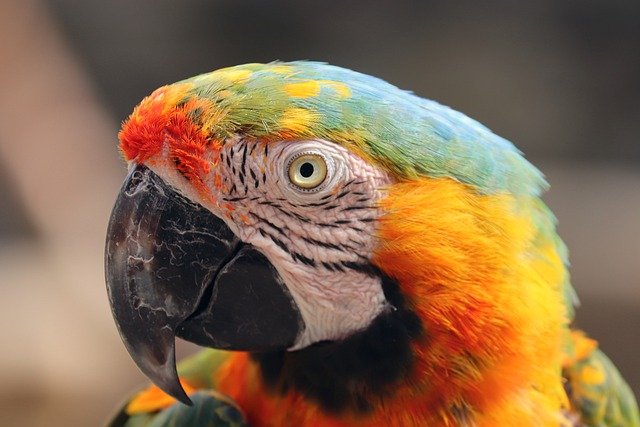 Free download bird parrot multicoloured free picture to be edited with GIMP free online image editor