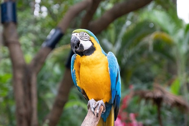 Free download bird parrot ornithology species free picture to be edited with GIMP free online image editor