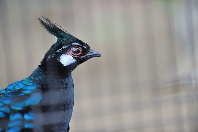 Free download bird peacock beak feathers plumage free picture to be edited with GIMP free online image editor