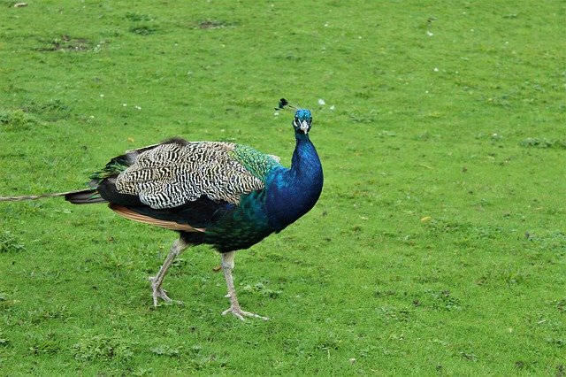 Free download Bird Peacock Plumage -  free photo or picture to be edited with GIMP online image editor