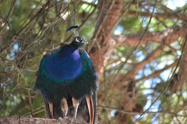 Kostenloser Download Bird Peacock Tree - kostenloses Foto oder Bild zur Bearbeitung mit GIMP Online-Bildbearbeitung