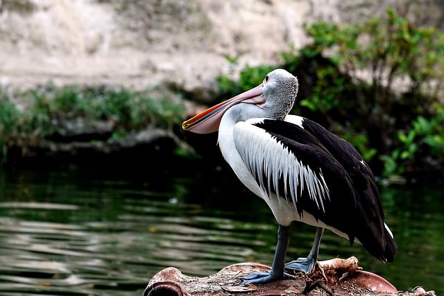 Free download bird pelican ornithology species free picture to be edited with GIMP free online image editor