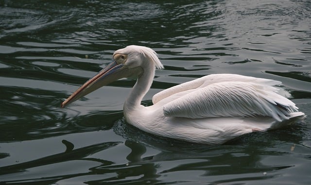 Free download bird pelican pond lake ornithology free picture to be edited with GIMP free online image editor