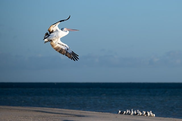 Free download bird pelicans beach sunset free picture to be edited with GIMP free online image editor