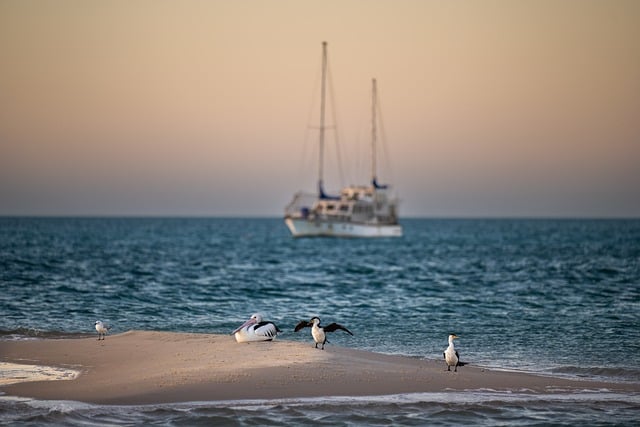 Free download bird pelicans boat beach sunset free picture to be edited with GIMP free online image editor