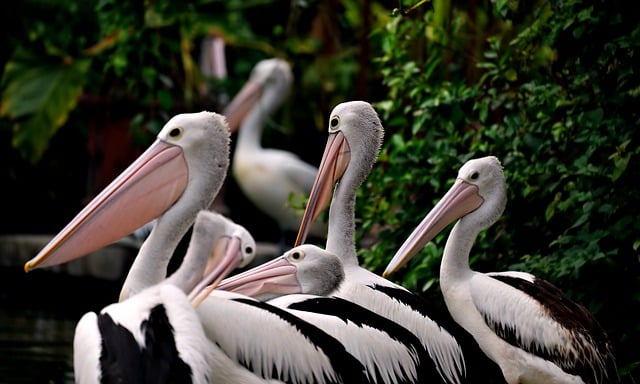 Free download bird pelican waterfowl animal free picture to be edited with GIMP free online image editor