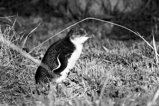 Free download bird penguin ornithology species free picture to be edited with GIMP free online image editor