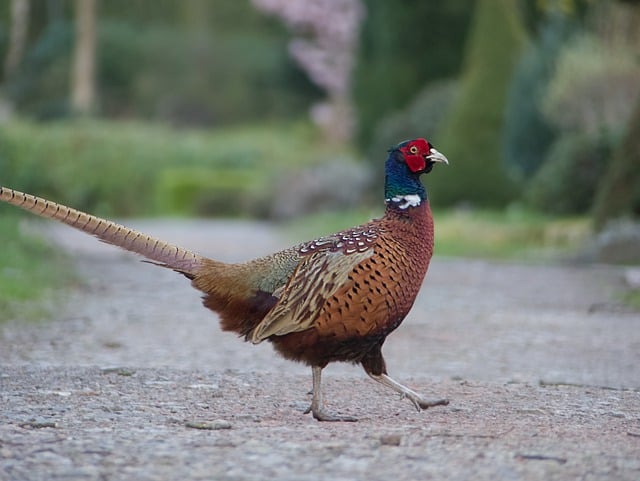 Free download bird pheasant ornithology species free picture to be edited with GIMP free online image editor