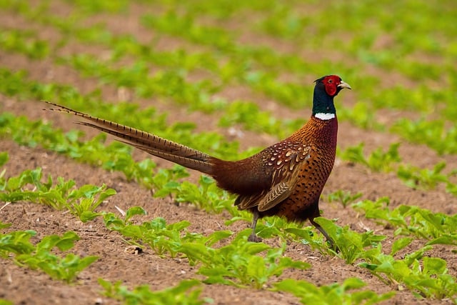 Free download bird pheasant plumage multicoloured free picture to be edited with GIMP free online image editor