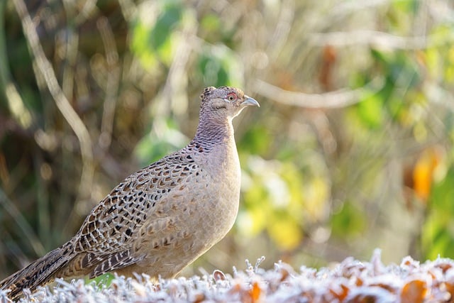 Free download bird pheasant wild feathers cold free picture to be edited with GIMP free online image editor