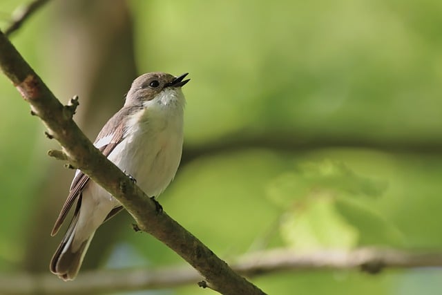 Free download bird pied flycatcher songbird free picture to be edited with GIMP free online image editor