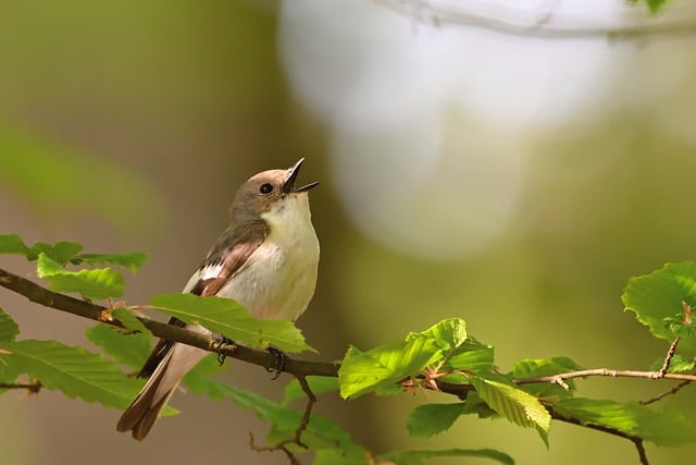 Free download bird pied flycatcher sunrise spring free picture to be edited with GIMP free online image editor