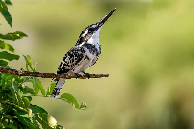 Free download bird pied kingfisher ornithology free picture to be edited with GIMP free online image editor