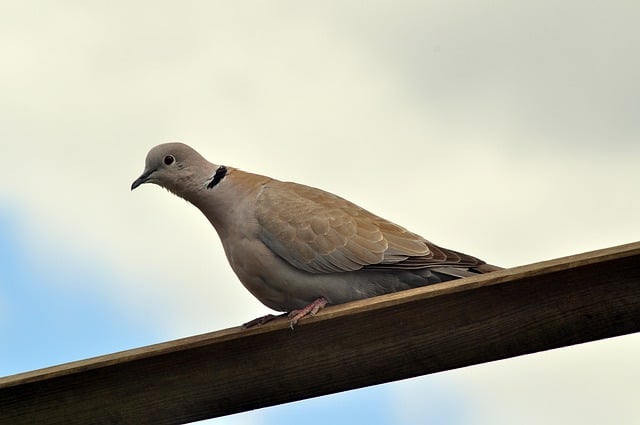 Free download bird pigeon dove pen plumage fly free picture to be edited with GIMP free online image editor