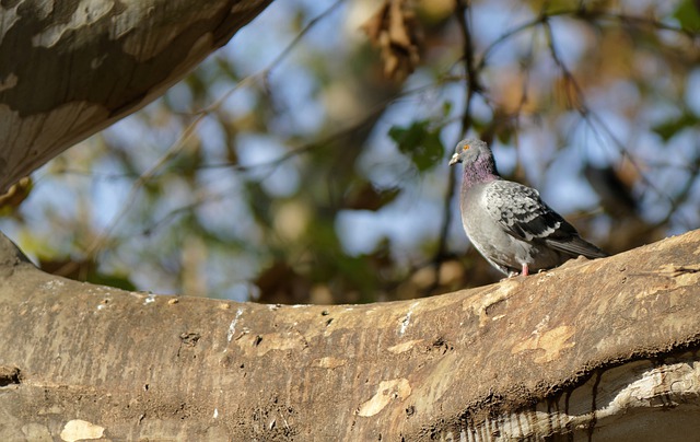 Free download bird pigeon feathers perched free picture to be edited with GIMP free online image editor