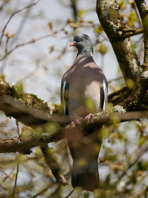 Free download bird pigeon feathers tree nature free picture to be edited with GIMP free online image editor