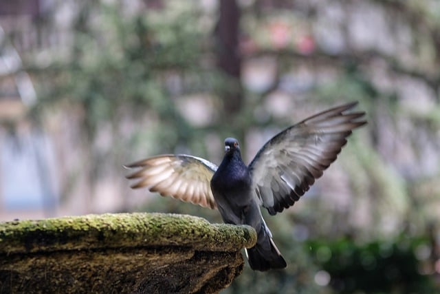 Free download bird pigeon ornithology animal free picture to be edited with GIMP free online image editor